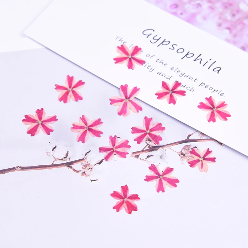 120pcs Sušené Krásy Sakura Cherry Lisované Kvety na Foto Živicové Nechty Umenie, Remeslá Valentína Väčšinu Veľkoobchod Ručné Darček