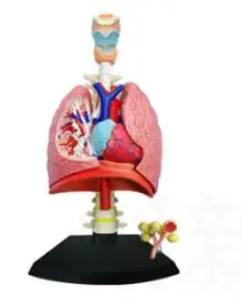 4 d pľúc anatómie model pozostáva z 21 dielov, dýchací systém modelu