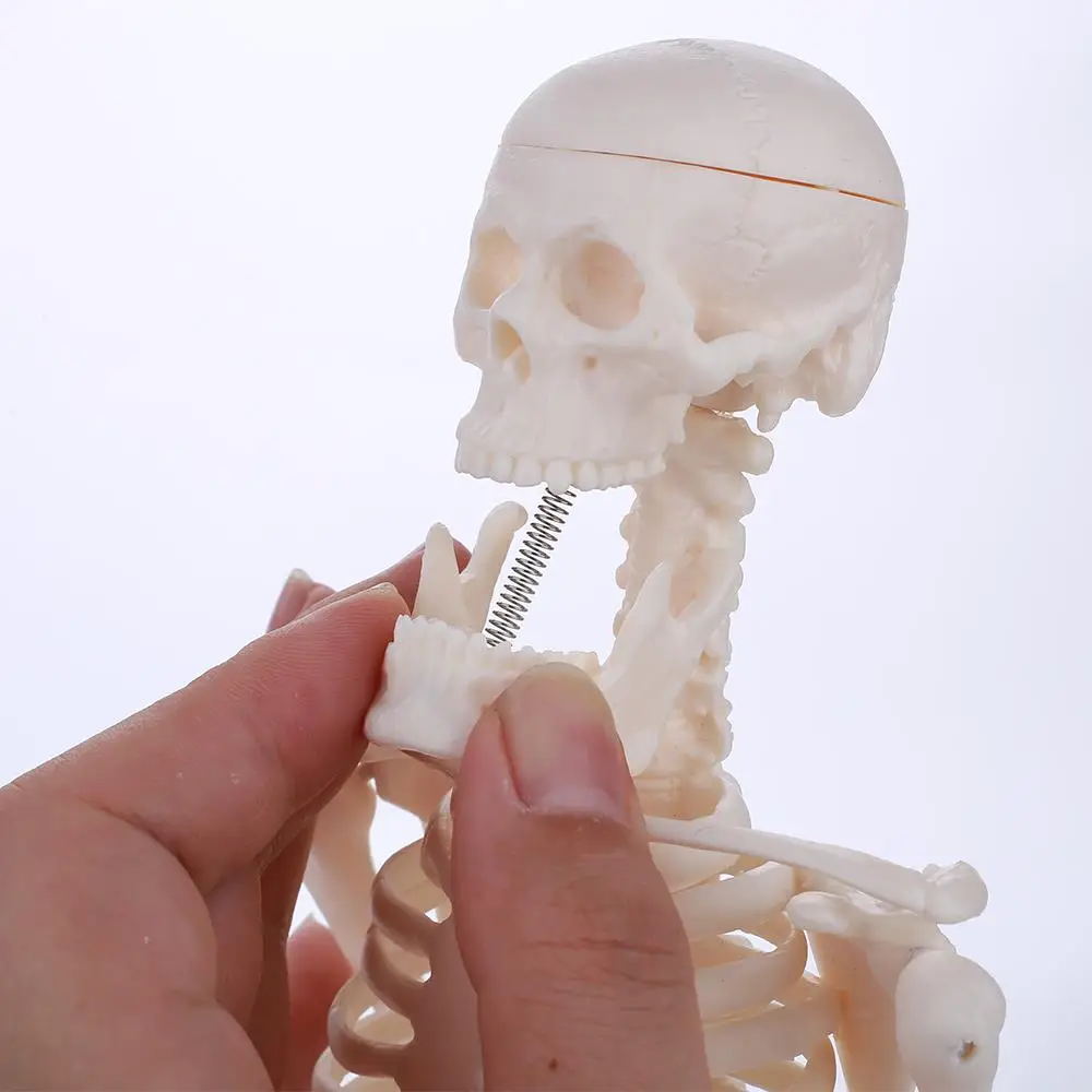45 CM Človeka Anatomické Kostry Modelu Formy Vyučovania Nástroje Dekor