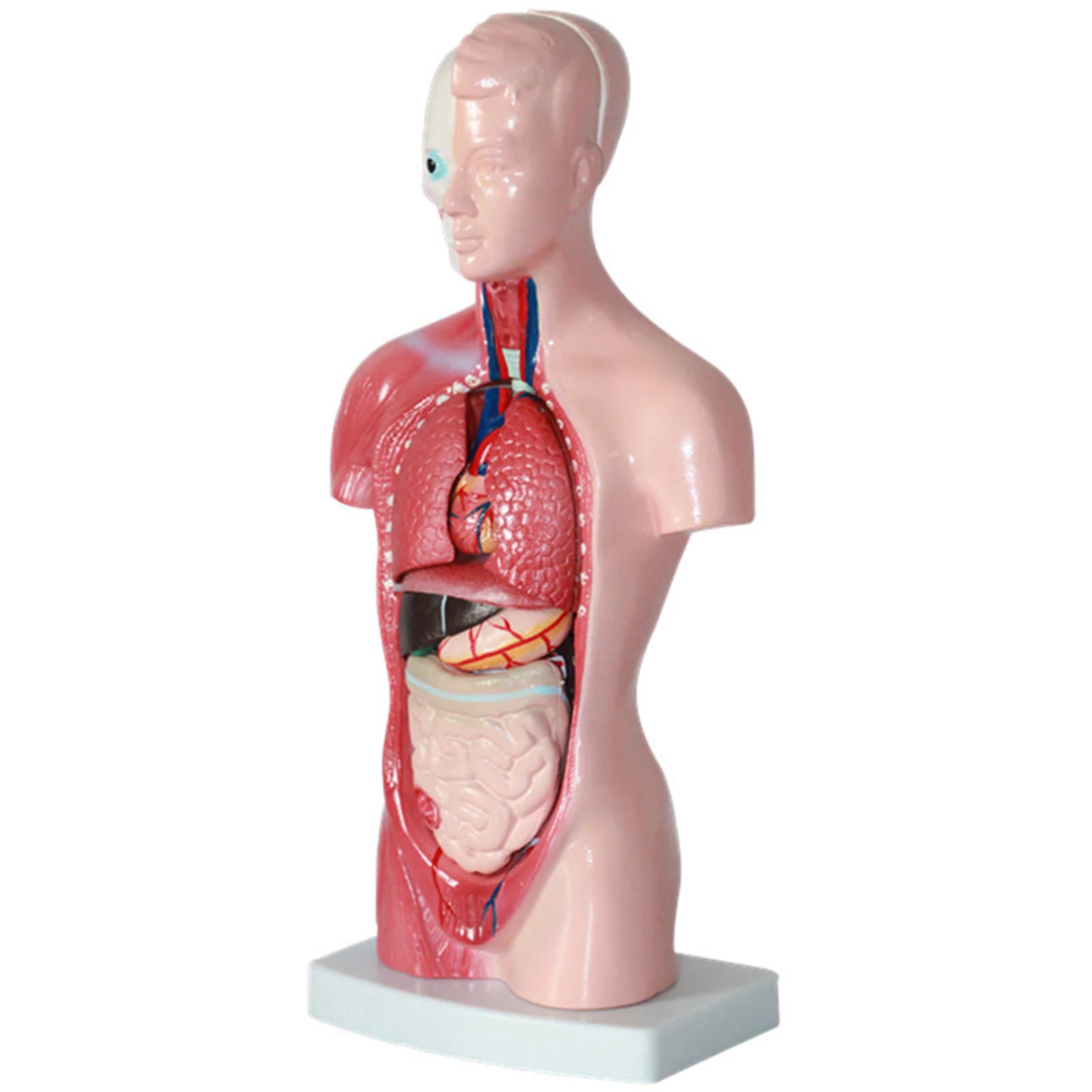 4D Anatomické Montáž Modelu Ľudských Orgánov na Vyučovanie Vzdelávania Školy Odolné PVC Montáž Modelu 28 CM UY8