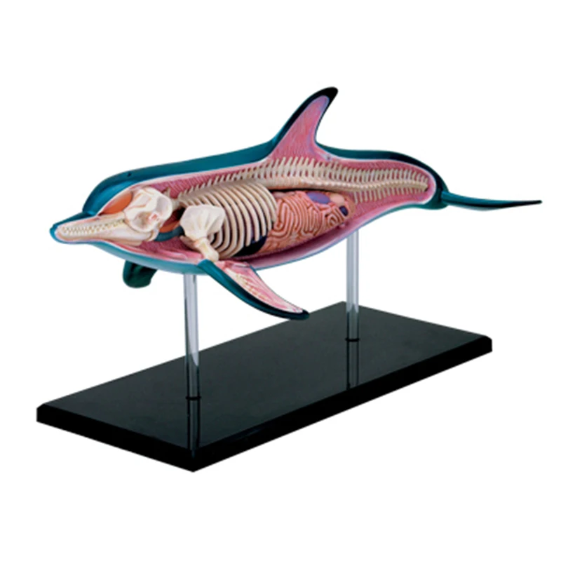 4D Dolphin Inteligencie Montáž Hračka Zvierat Orgán Anatómie Model Lekárske Výučby DIY Popular Science Spotrebiče