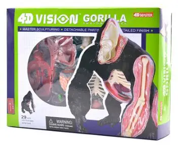 4D Master simuluje montáž model gorila anatómie skupiny