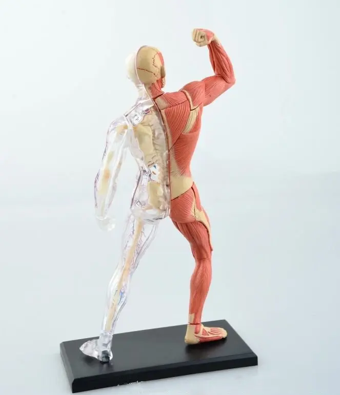 4D Ľudské telo tkaniva model - svalové a nervové kostra montáž biologické vybavenie na vyučovanie