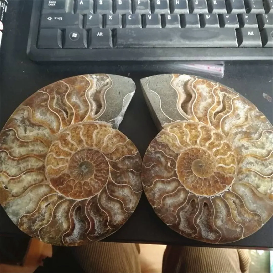 Veľký 2 ks prirodzené rainbow ammonite shell Fosílnych plátok Madagaskar ammonite fosílnych minerálne vzor gem kamene a kryštály dekor