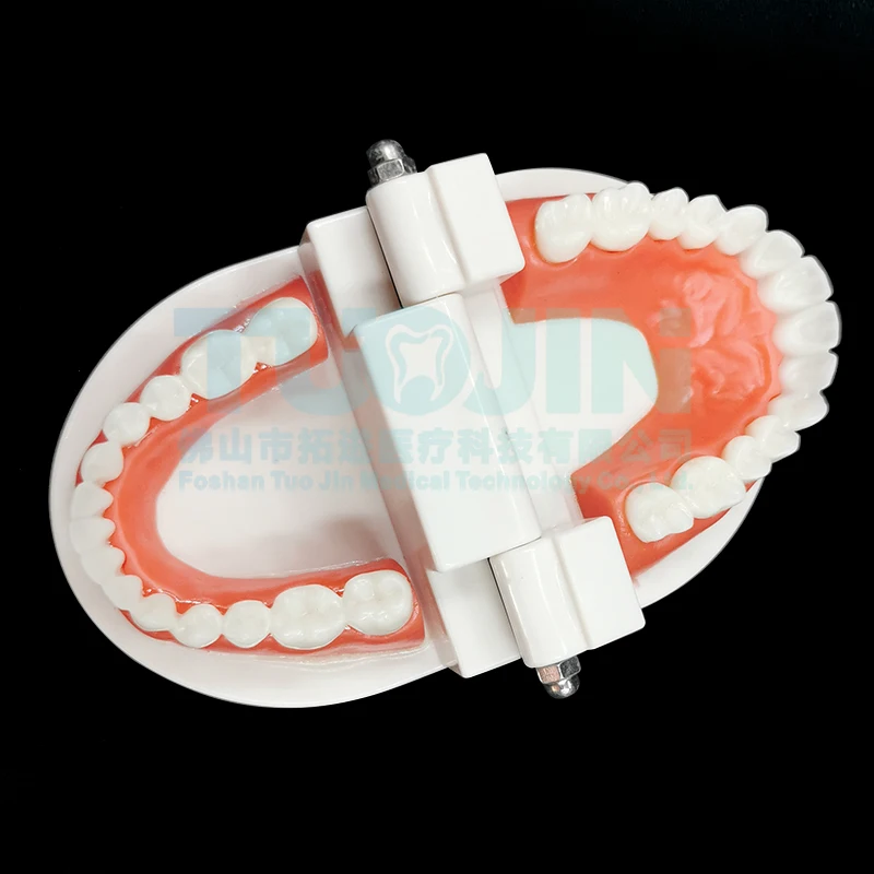 Zuby Model Pro Dospelých Biele Zubné Štandardných Ústne Model Stomatológia Učiteľské Študijné Typodont Demonštrácia Zdravotníckeho Vzdelávania Nástroje