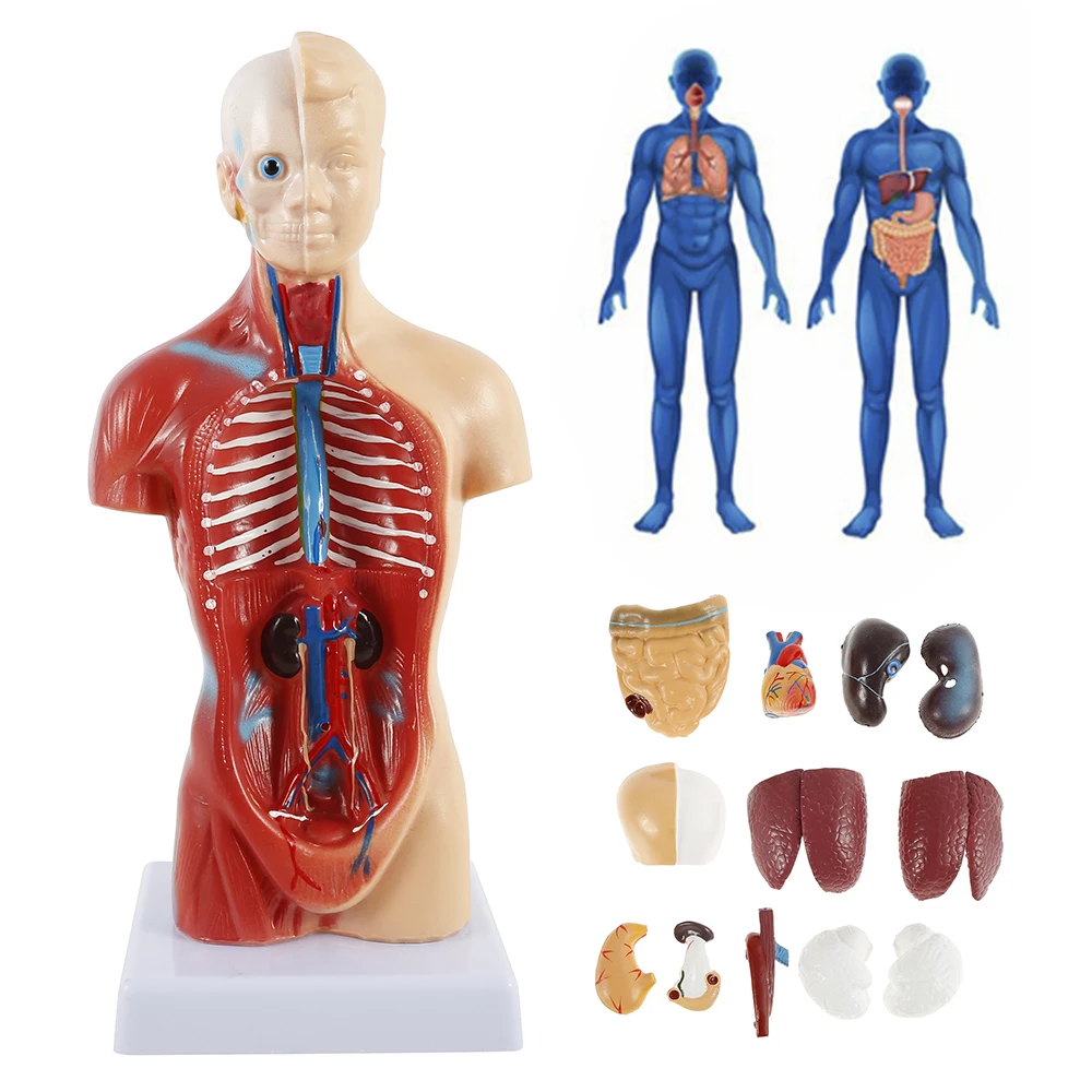 Ľudské Torzo Tela Model 4D Orgánov Vzdelávania Montáž Model Ľudského vnútorných orgánov anatómie muž žena trupu anatomický model Hot