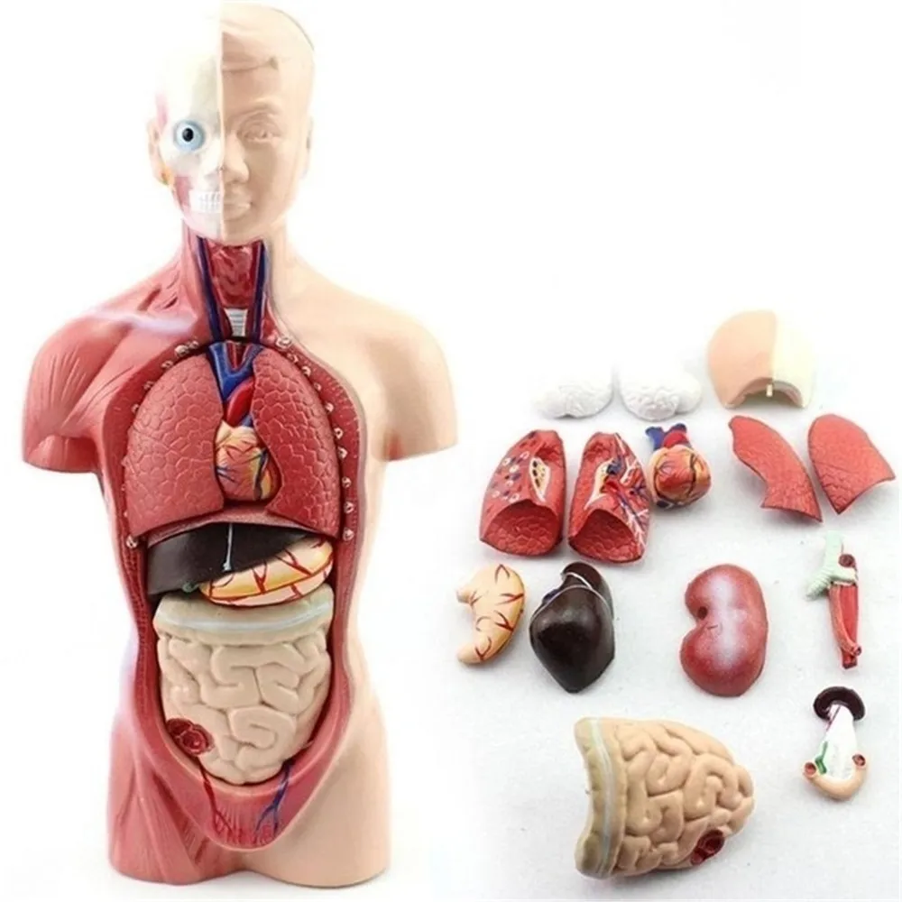 Ľudské Torzo Tela Model Anatómie Anatomické Lekárske Vnútorných Orgánov Viscera Srdca, Mozgu Kostra Biológie Učiť Učenie Modelu