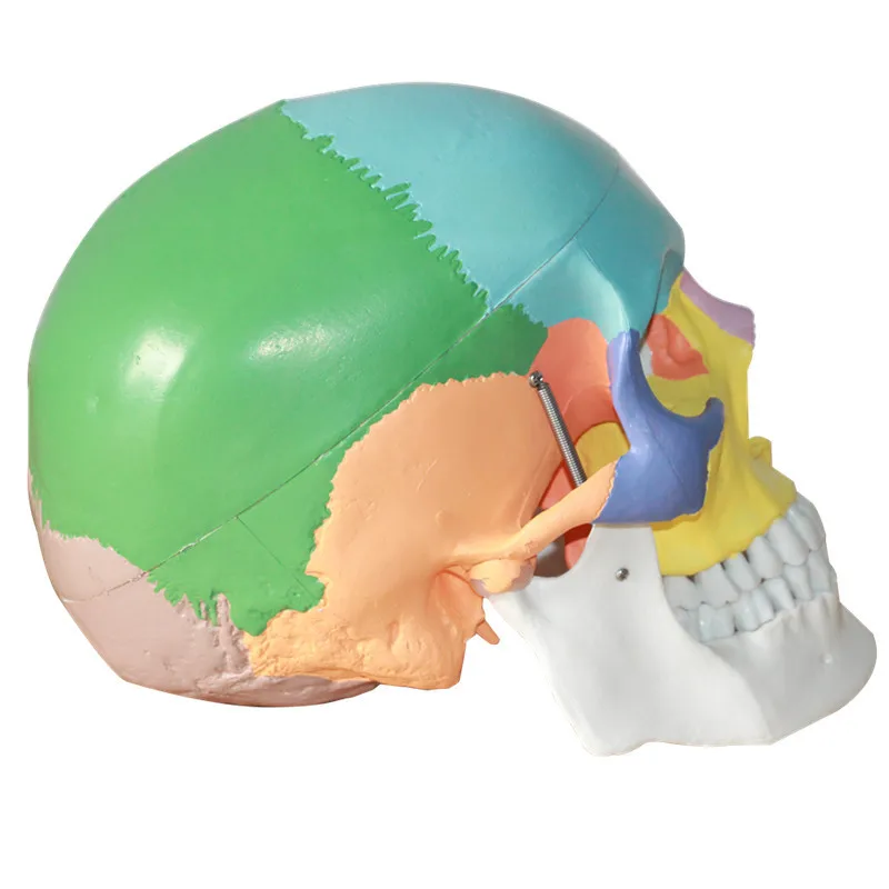 1:1 Život Veľkosť Farbu Hlavy Model Prirodzenej Ľudskej Lebky Dospelých Hlavu Anatómie Model Zdravotníckych Ľudskej Anatómie Lebky, Mozgu Anatomia Model