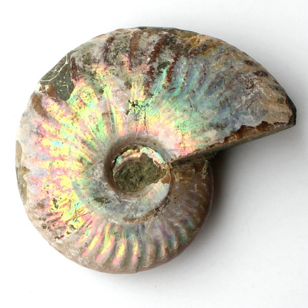 1pc Immemorial Ammonite Fosílnych palív Shell Farebné Fosílnych palív shell Zber Minerálne Vzor