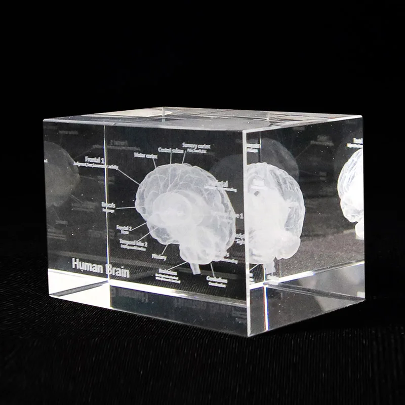 3D Ľudských Anatomický Model Paperweight Laser Leptaní Mozgu Krištáľové Sklo Cube Anatómie Myseľ Neurológia Myslenie Lekárskej Vedy Darček