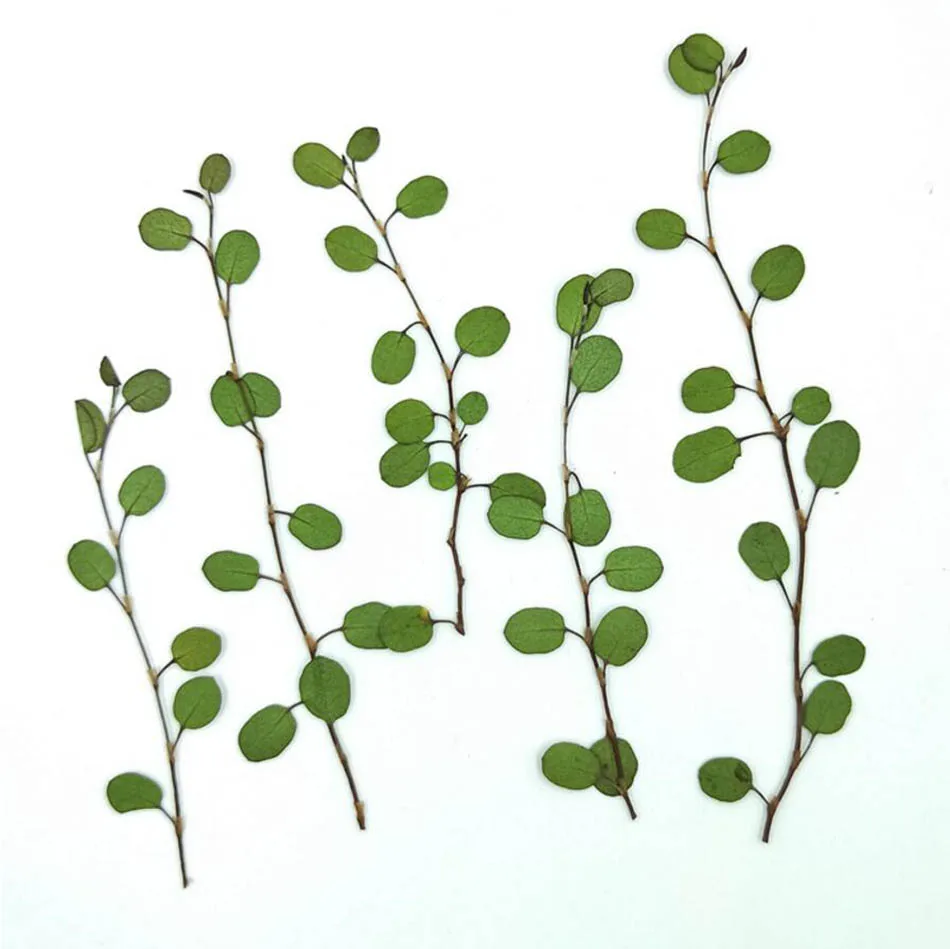 64pcs Stlačené Sušené Chiba Chlorophytum Ivy Lupene Kvetu Rastlín Herbarium Šperky Pohľadnicu, Pozvanie na Kartu Telefón Prípade Záložku urob si sám