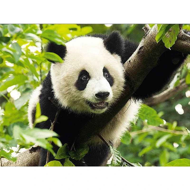 DIY Diamond Výšivky Panda lezenie na strom Plný Štvorec/round-Diamond Maľovanie Cross Stitch Auta Mozaiky Domova