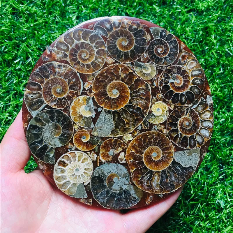 Prírodné Ammonite Disk Fosílnych Conch Vzor Uzdravenie +Stojan 1pcs