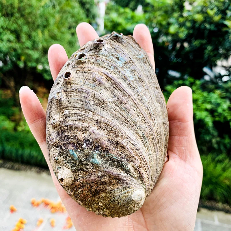 10-12 cm Prírodné Abalone Shell Veľké Morské Mušle Námorných Domova Mydlo Jedlo DIY Ryby Nádrž Akvárium Krajiny Svadobná Výzdoba