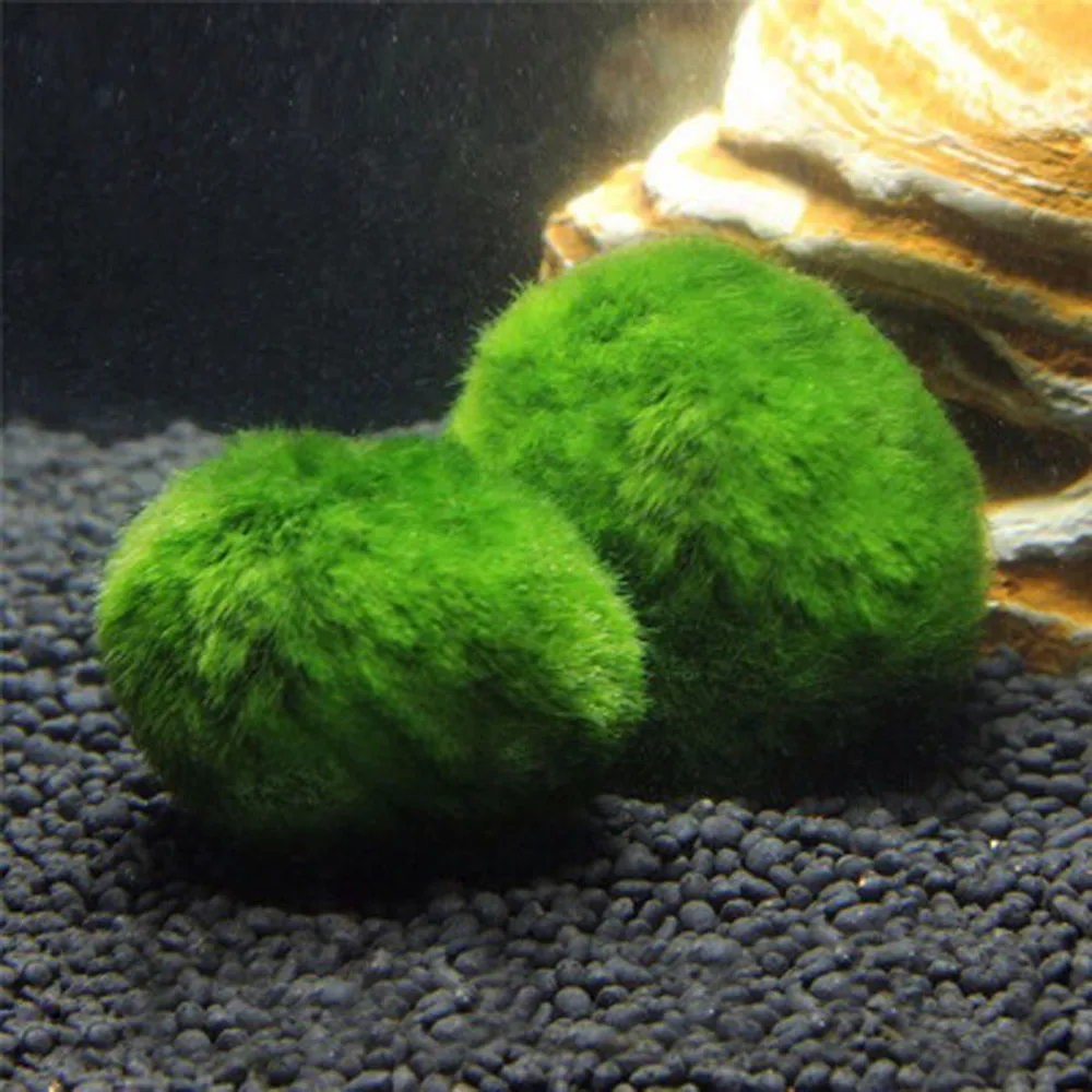 3-4cm Marimo Moss Gule Live Akváriových Rastlín, Riasy, Ryby, Krevety Nádrž Ornament Šťastný Životného prostredia Zelené Riasy Loptu