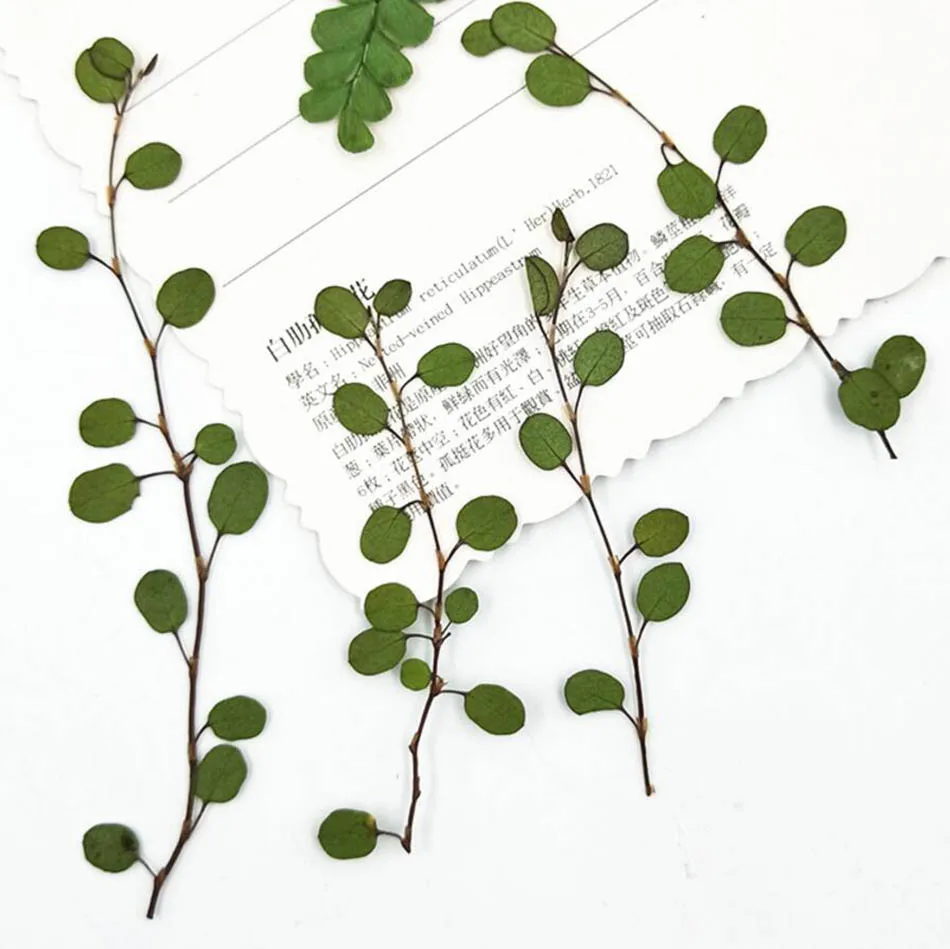 64pcs Stlačené Sušené Chiba Chlorophytum Ivy Lupene Kvetu Rastlín Herbarium Šperky Pohľadnicu, Pozvanie na Kartu Telefón Prípade Záložku urob si sám