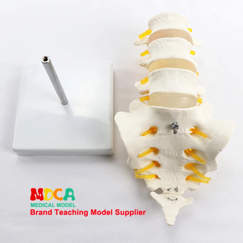 Tri bedrovom stavci sakrálne model chrbtice 1:1 prírodnej medicíny výučby MYZ007