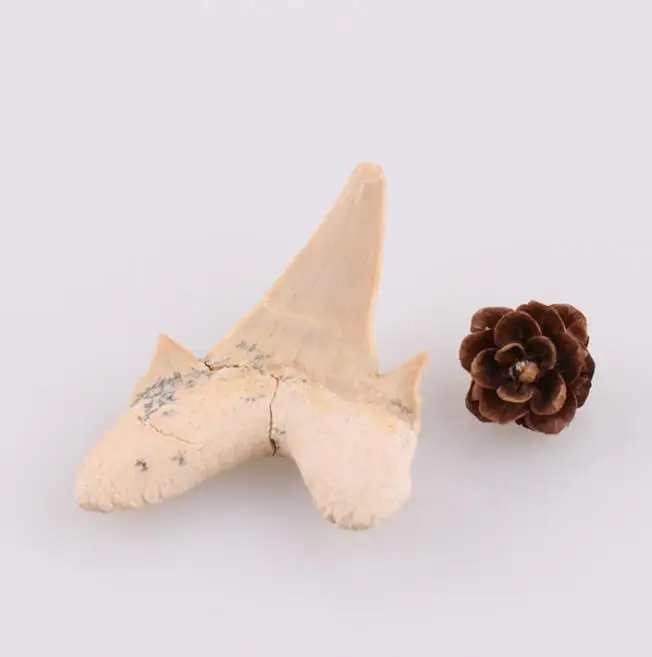 Žraločí zub fosílnych Deti Darček S Box Domáce Dekorácie