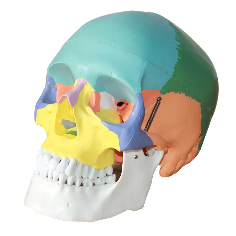 1:1 Život Veľkosť Farbu Hlavy Model Prirodzenej Ľudskej Lebky Dospelých Hlavu Anatómie Model Zdravotníckych Ľudskej Anatómie Lebky, Mozgu Anatomia Model