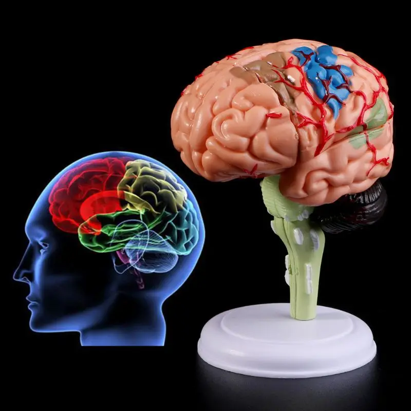 2020 NOVÉ 4D Rozobrať Anatomické Ľudského Mozgu Model Anatómie Lekárskej učebná pomôcka Sochy, Plastiky, Medical School Použitie