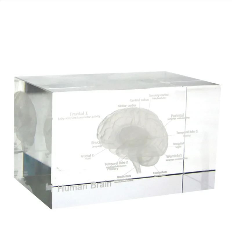 3D Ľudských Anatomický Model Paperweight Laser Leptaní Mozgu Krištáľové Sklo Cube Anatómie Myseľ Neurológia Myslenie Lekárskej Vedy Darček