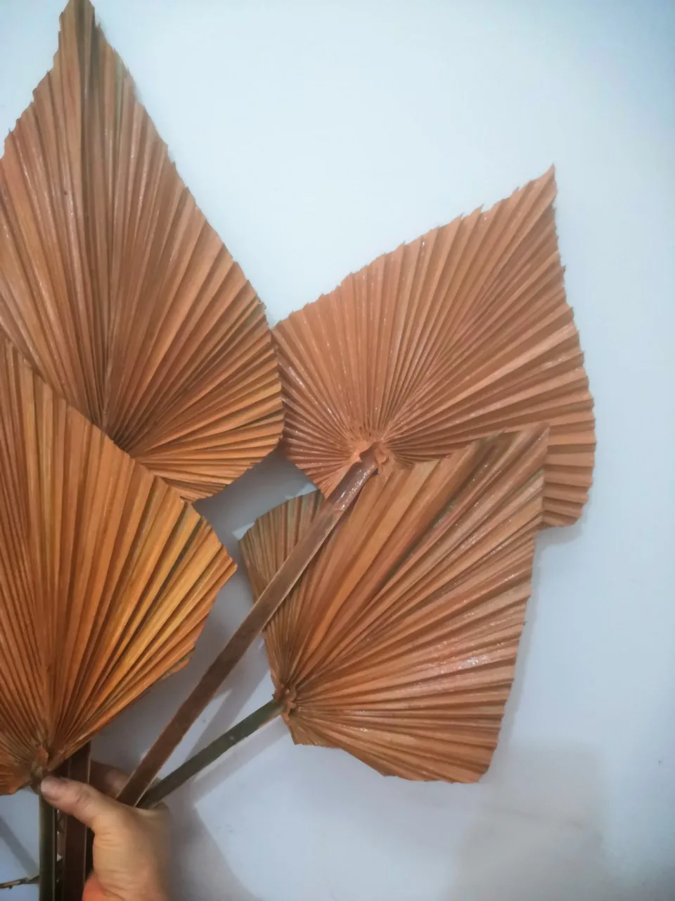5pc Bronzový cattail leaf sprej maľovanie svadobné kvety foto rekvizity Krásne dekorácie okna Umenie plam ventilátor, sušené plam ventilátor