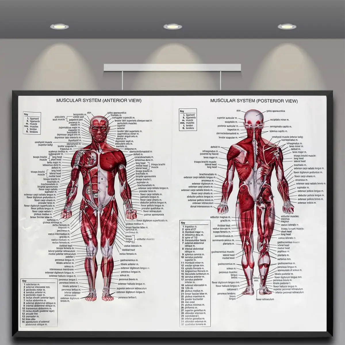 60 cm*80 cm Svalového Systému Plagáty Hodvábnej látky Anatómie Graf Ľudské Telo Školy Lekárskej Vedy a Vzdelávania Dodávky Domáce Dekorácie