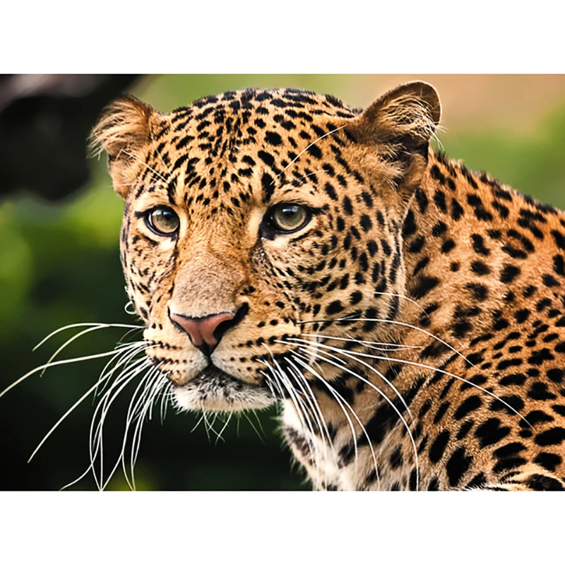 DIY 5D Diamond Maľovanie Leopardy Diamond Umenie Výšivky Plné Kolo/Štvorcových Vŕtať Zvierat Cross Stitch Ručné Remeselné Domova Darček