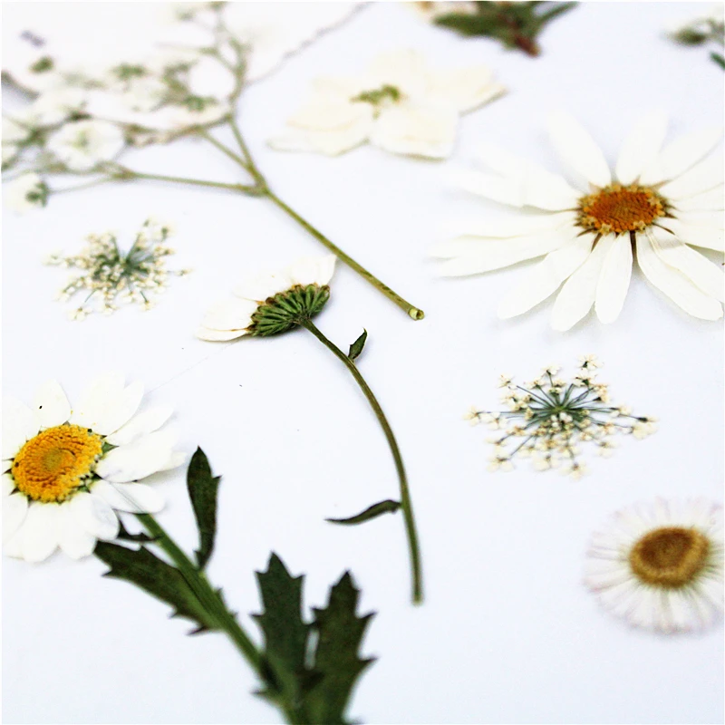 Príroda Biela farebná kombinácia Lisované kvety,Večná ruža pre DIY Záložka Darčekové Karty Svadobné oznámenia,Nail Art Tváre dekor