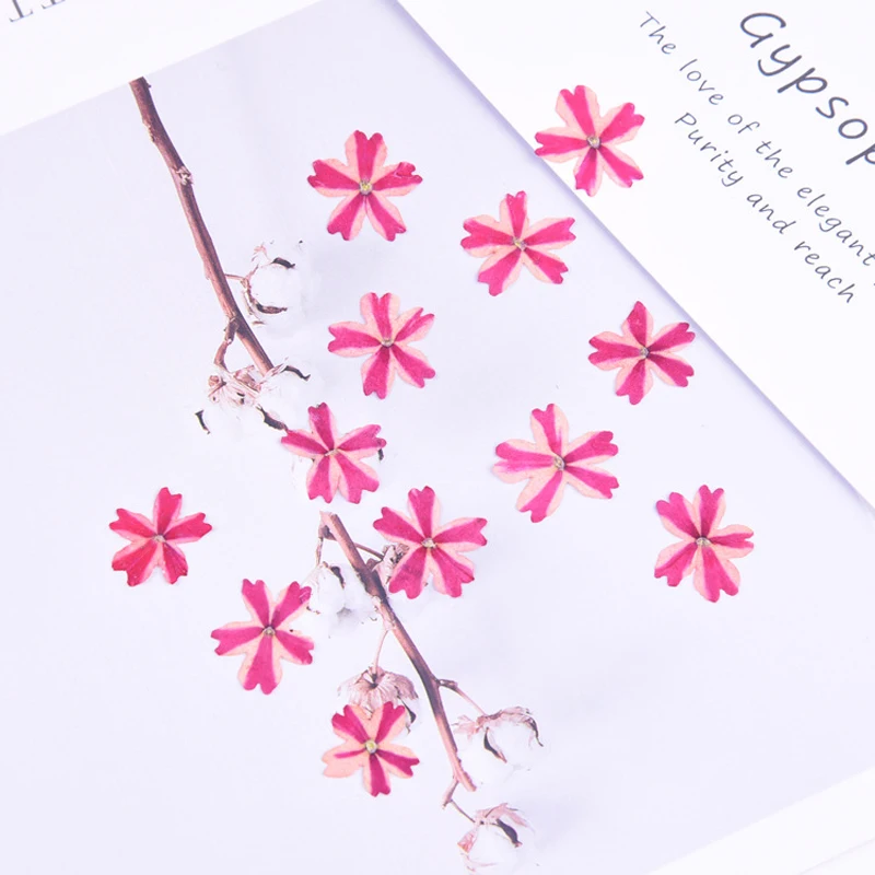 120pcs Sušené Krásy Sakura Cherry Lisované Kvety na Foto Živicové Nechty Umenie, Remeslá Valentína Väčšinu Veľkoobchod Ručné Darček