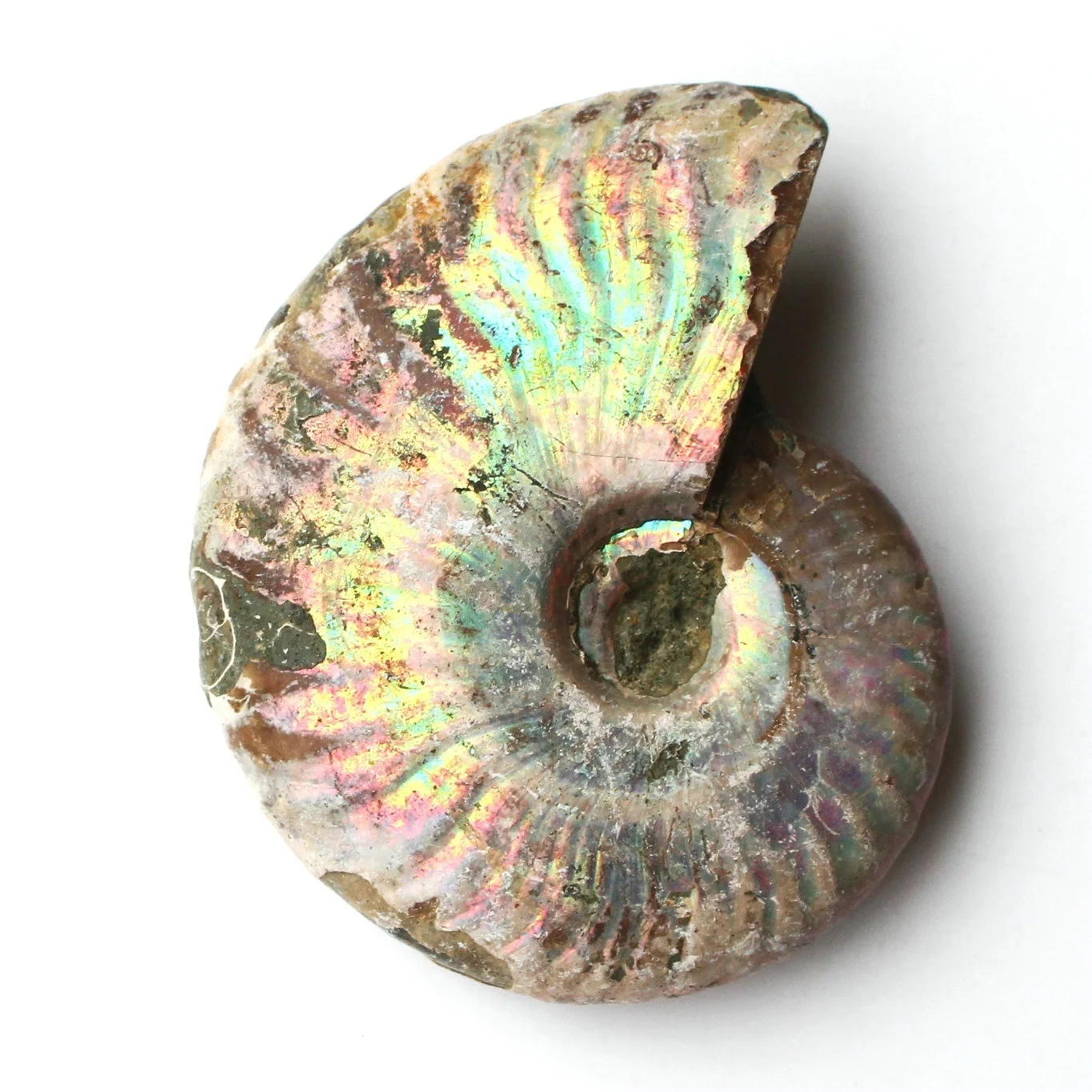 1pc Immemorial Ammonite Fosílnych palív Shell Farebné Fosílnych palív shell Zber Minerálne Vzor