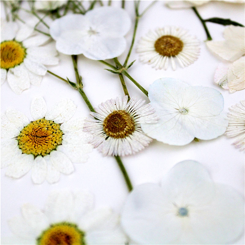 Príroda Biela farebná kombinácia Lisované kvety,Večná ruža pre DIY Záložka Darčekové Karty Svadobné oznámenia,Nail Art Tváre dekor