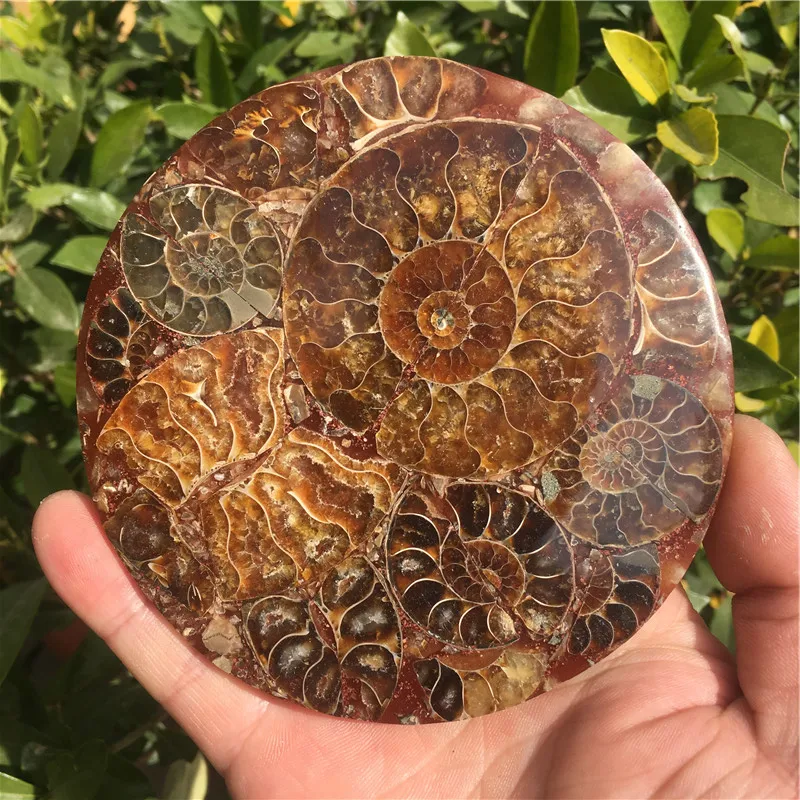 Prírodné Ammonite Disk Fosílnych Conch Vzor Uzdravenie +Stojan 1pcs