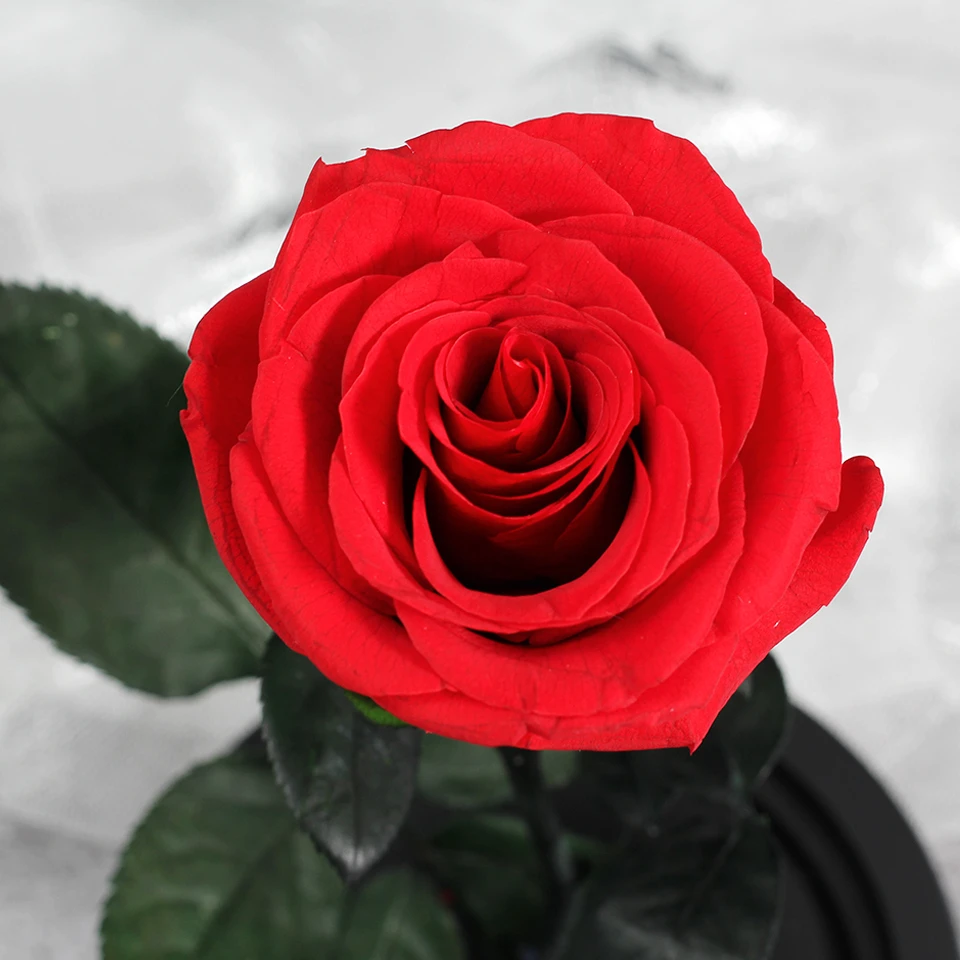2020 Kráska a Zviera red rose v sklenenou kupolou na čierny základ dáva Valentína darček