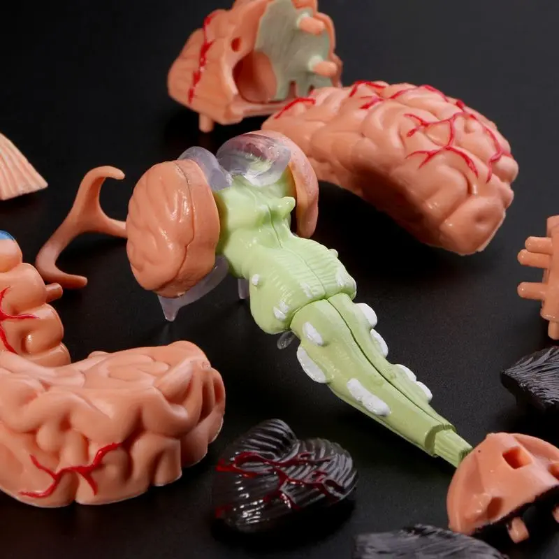 2020 NOVÉ 4D Rozobrať Anatomické Ľudského Mozgu Model Anatómie Lekárskej učebná pomôcka Sochy, Plastiky, Medical School Použitie