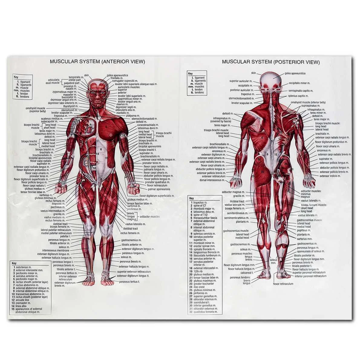 60 cm*80 cm Svalového Systému Plagáty Hodvábnej látky Anatómie Graf Ľudské Telo Školy Lekárskej Vedy a Vzdelávania Dodávky Domáce Dekorácie