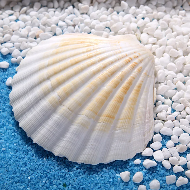 Morské prírodné škrupiny veľká biela venuša ozdoby remesiel domova nábytok Remesiel Akvarijné Ryby nádrž svadobné dekorácie