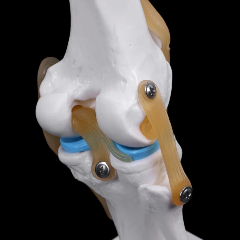 Ľudskej anatómie kostra Život Veľkosť Kolenného Kĺbu Anatomický Model Srdca lebky lebky, mozgu mod el v trauma ošetrovateľskej manikin vlak